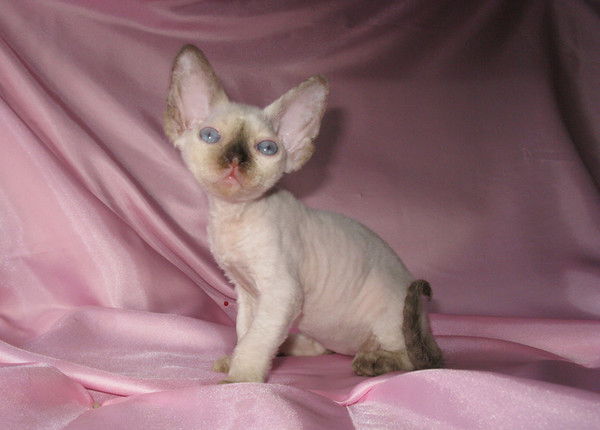 Виктория Погорелая