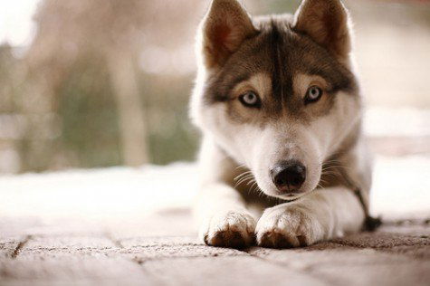 Светлана Сковоронских