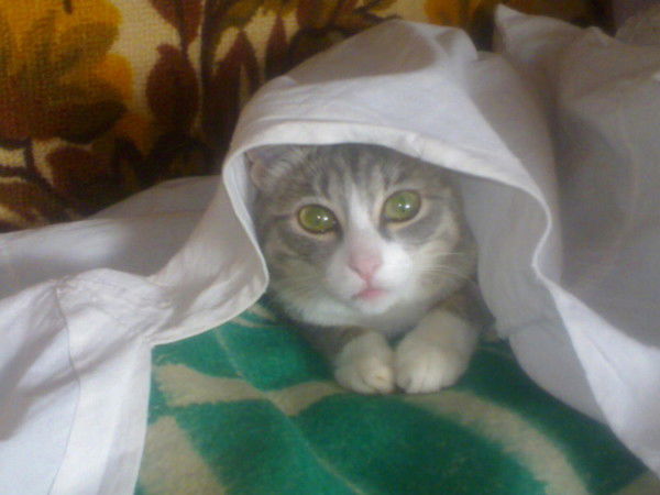 Анна Конева