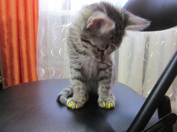 Светлана Бажан