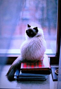 Юлия Перекидайло