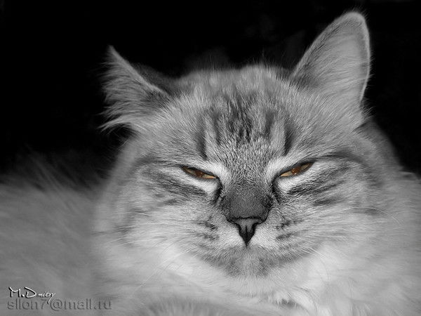 Роман Земсков