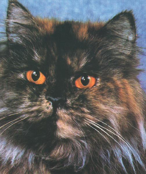 Ольга Бочкарева