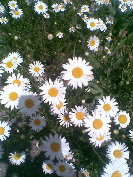 Алия Дюзбаева