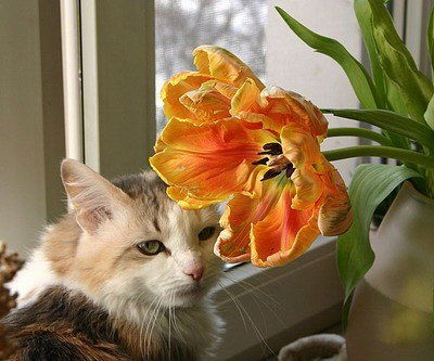 Дурникина Евгения