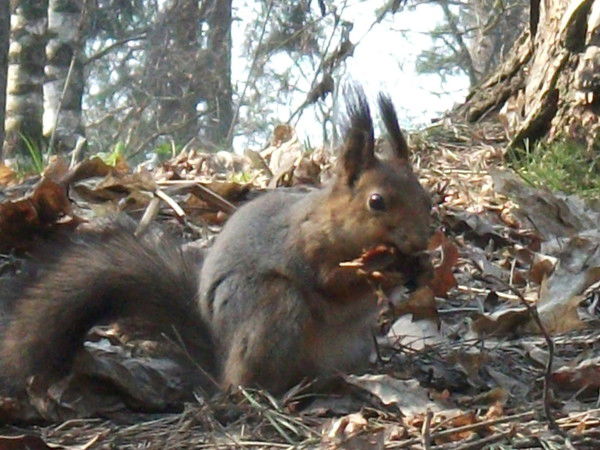 Ольга Константинова
