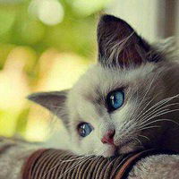 Настя Єлпашева