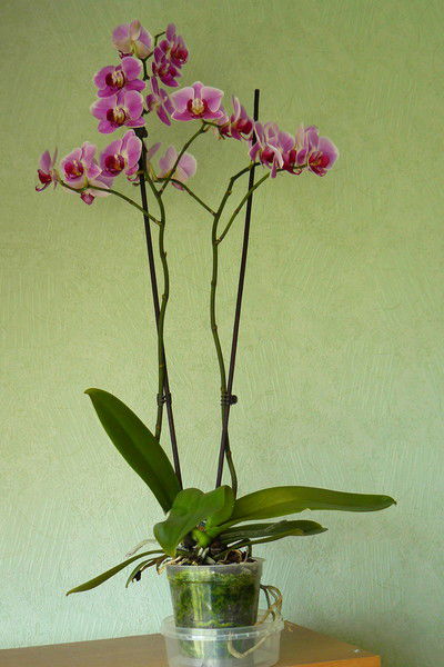 Ольга Ростовцева