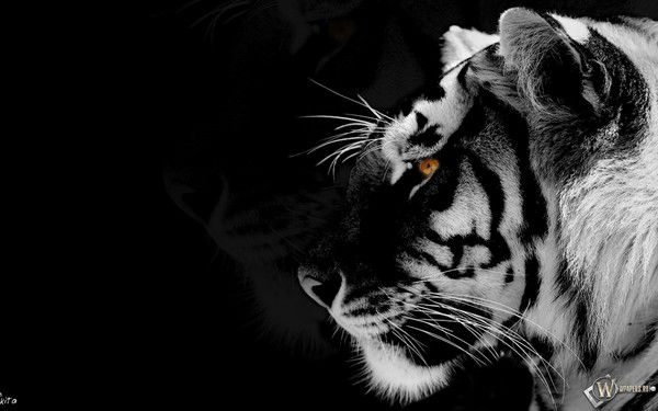 Шамиль Хабибуллин