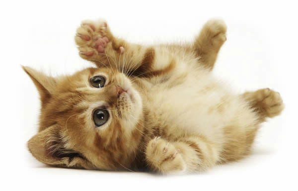 Екатерина Рыбакова