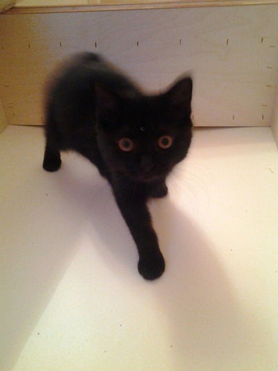 Катя Поташева