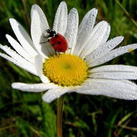 Диана Гаман