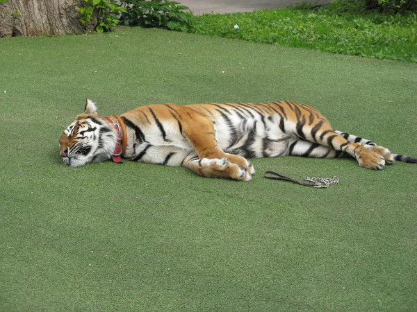 Владимир Коломейцев