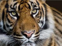 Андрей Коротаев