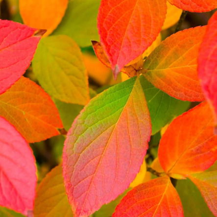 Листвянская 19А, Линево 19А