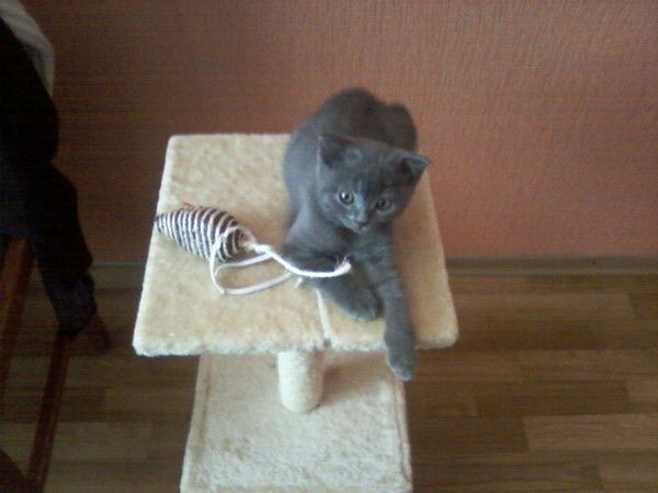 Виталий Козак