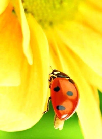 Маша Савельева