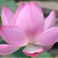 Регина Миллер