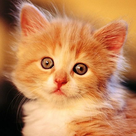 Валерия Алимова