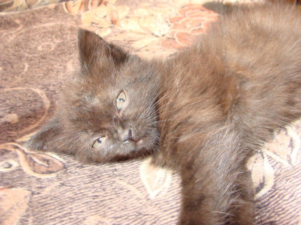 Олечка Дианова