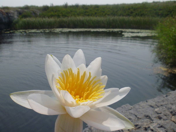 Марина Гриднева