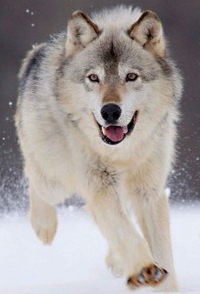 Діма Сущенко