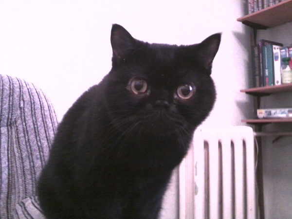 Эдислав Хасанов