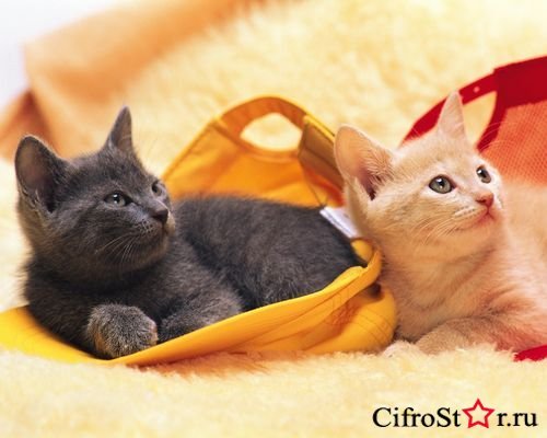 Алексей Гришин