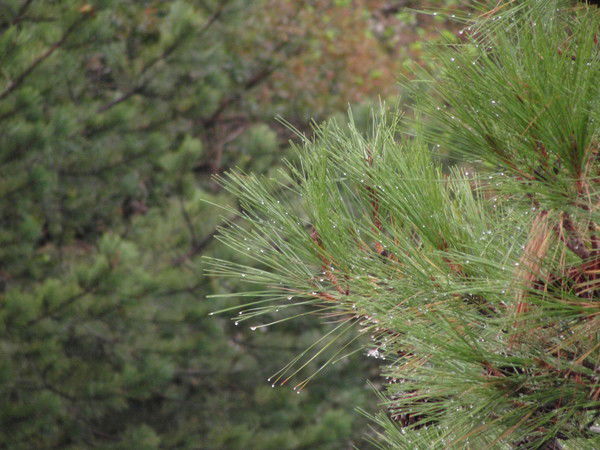 Юрий Попинака