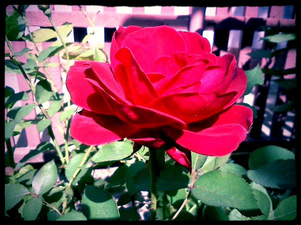 Сонечка Севастьянова