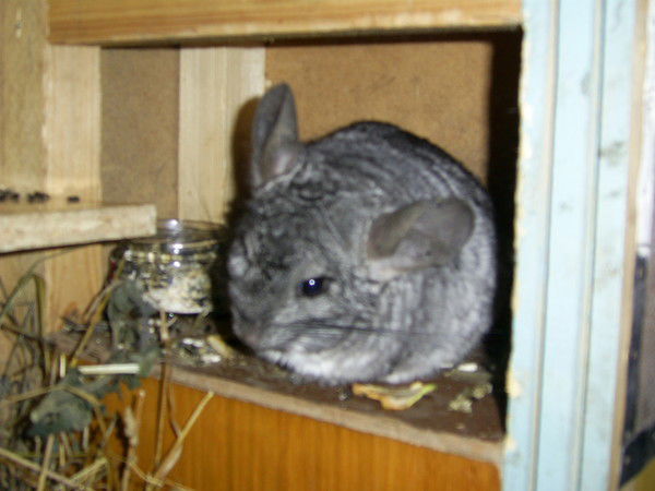 Ольга Стародубцева