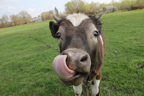 Олег Моргаль