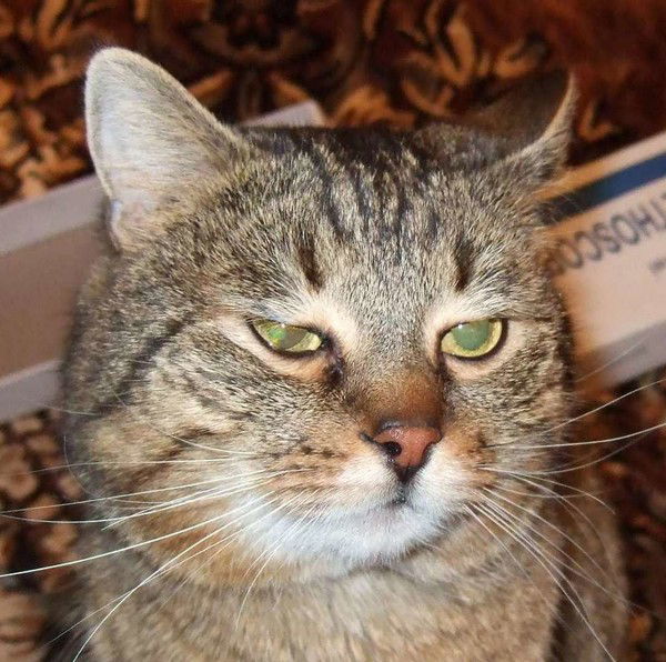 Амот Кладов