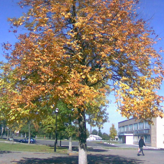 Инна Бродко