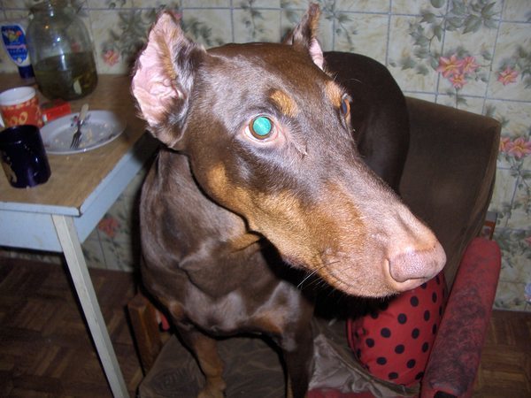 Корвин Бесфамильный