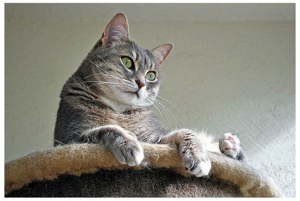 Наталья Солдатова