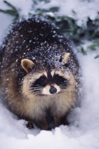 Пушной Енотик