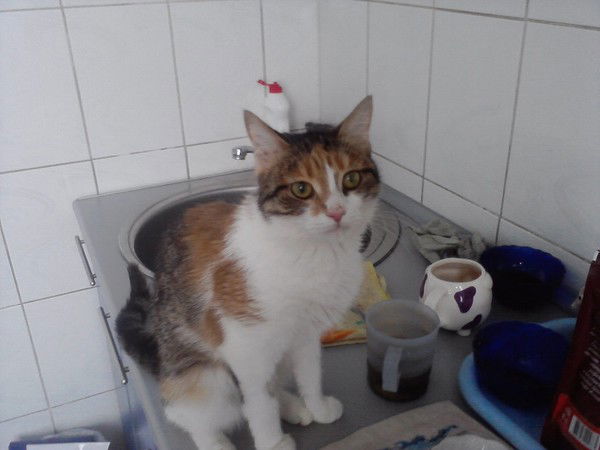 Анастасия Медведева