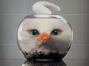 Светлана Лазарева