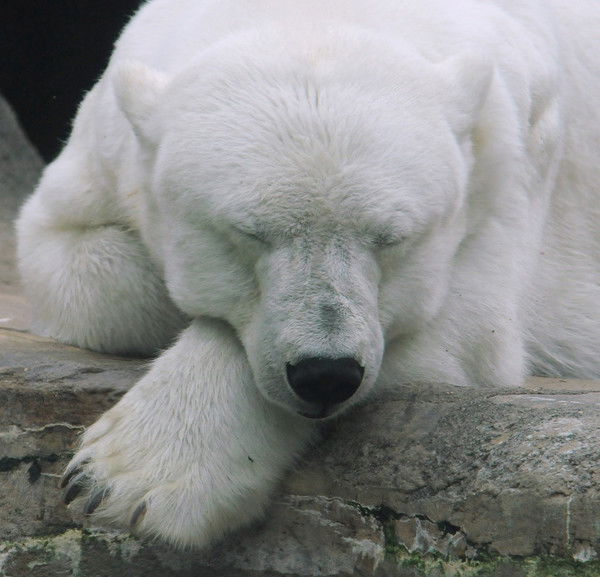 Роман Борисов