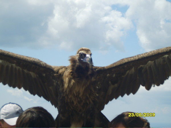 Динар Шайдуллин