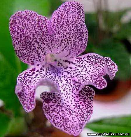 Ольга Глинчук