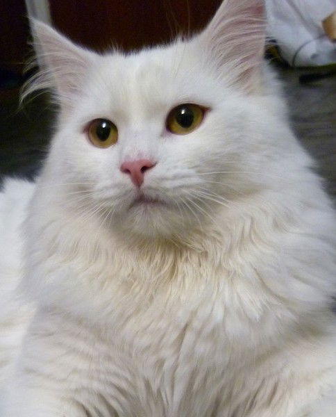 Роман Романыч