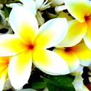 Ирина Шадрина