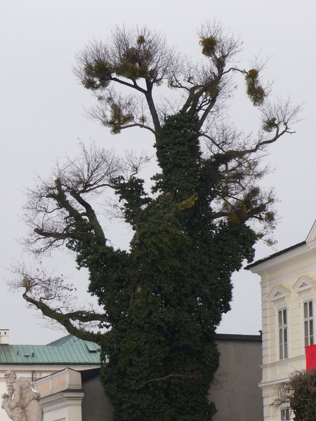 Марина Дараган-Сущова