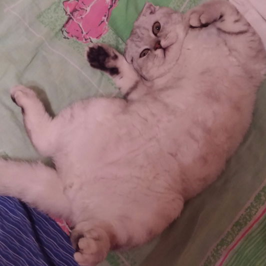 Алина Шеина