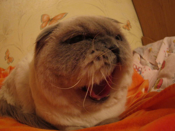 Лизик Павлова