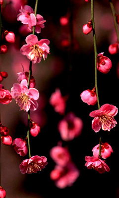 Анечка Сидорова