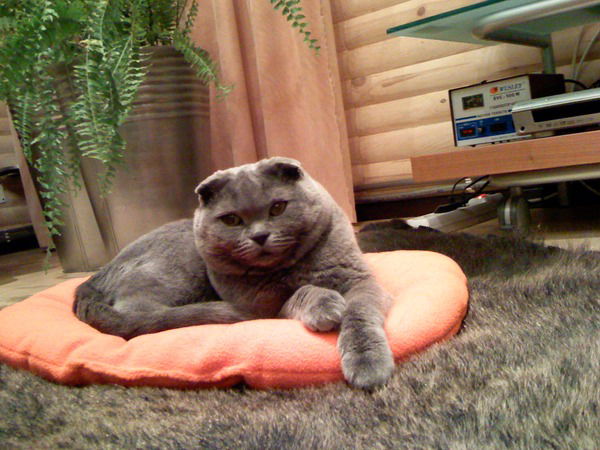 Александр Кочекович