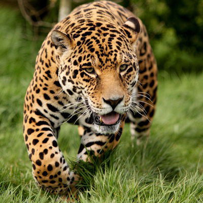 Екатерина Сергеева